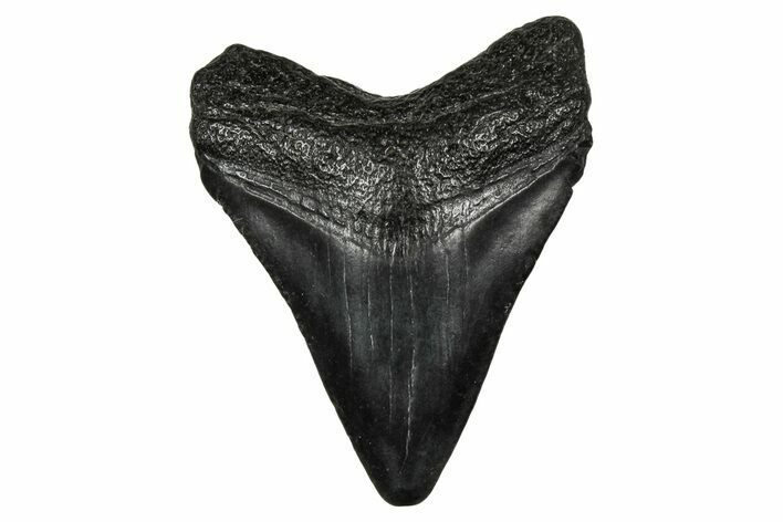 Juvenile Megalodon Tooth - South Carolina #340470